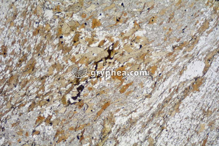 Micaschiste à andalousite (Agly) LPNA x6,3 - gryphea.com